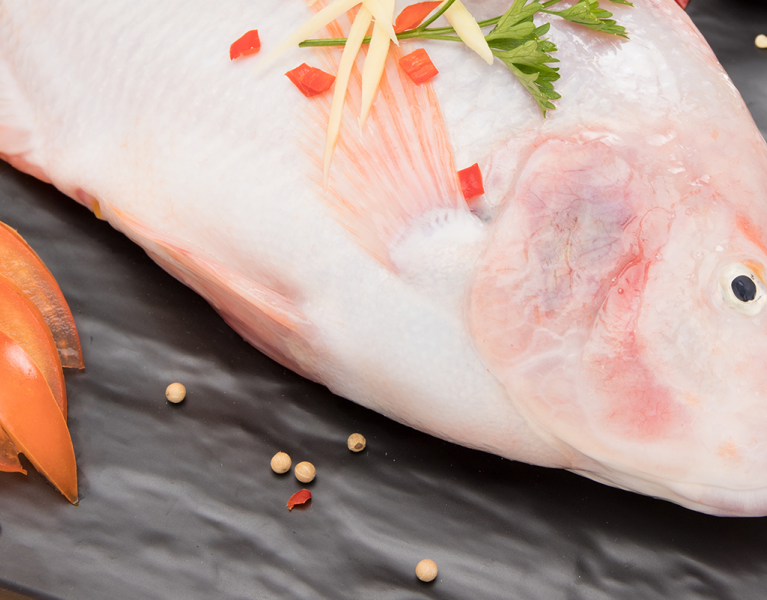 Super Red Tilapia