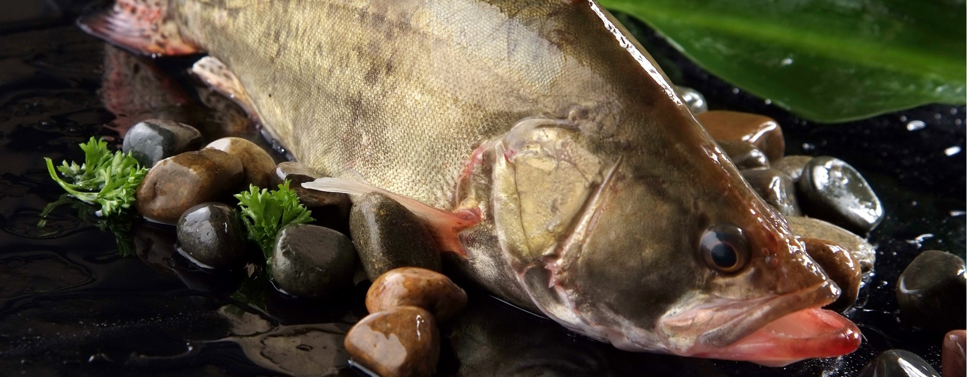 Super Red Tilapia