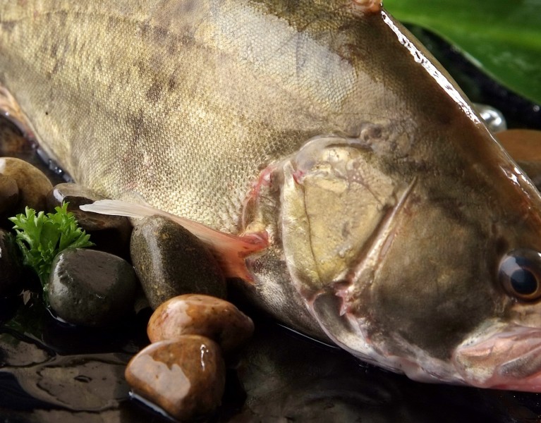 Super Red Tilapia