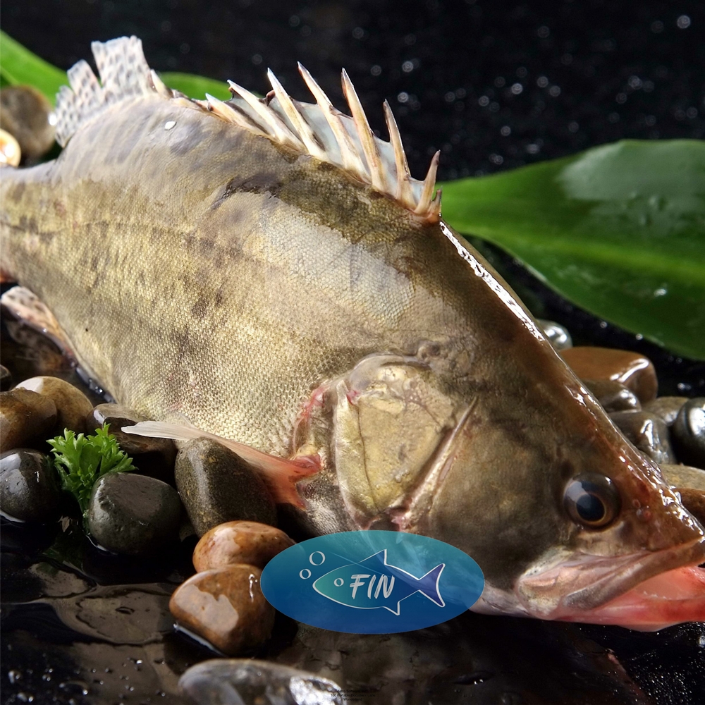 Fresh Fish