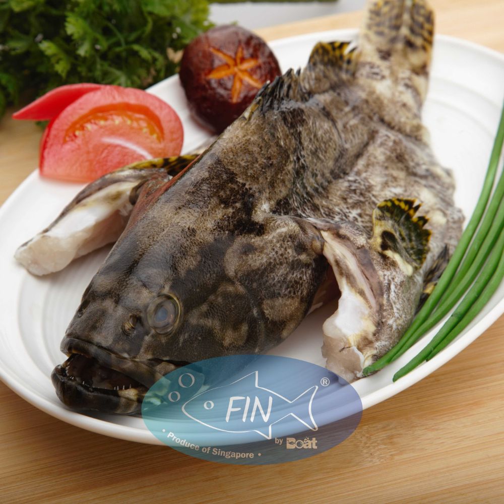 Fresh Fish